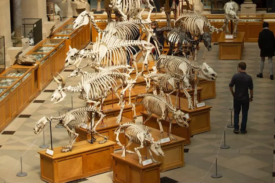 study at oxford museums